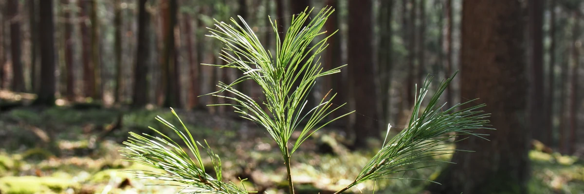 La vera formazione è la cultura che rimane in azienda Germoglio di un albero, con la foresta sullo sfondo