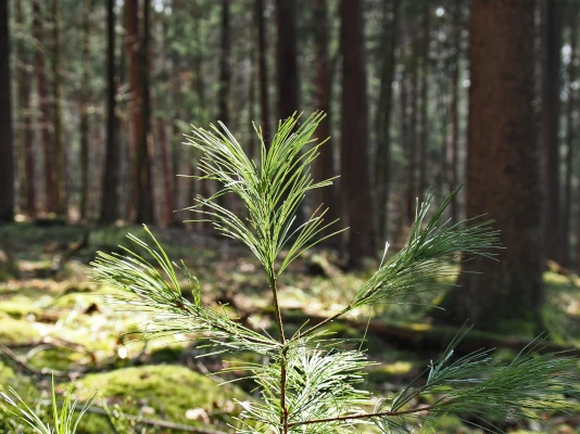La vera formazione è la cultura che rimane in azienda Germoglio di un albero, con la foresta sullo sfondo
